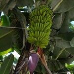 Musa × paradisiacaFruit