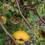 Chaenomeles japonica 果