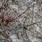 Juncus bulbosus Leaf