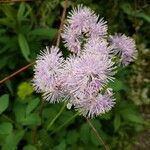 Thalictrum aquilegiifolium Flor