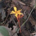 Voyria aurantiaca Frucht