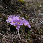 Primula walshii Habitus