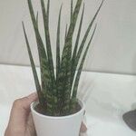 Dracaena stuckyi Yaprak