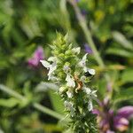 Stachys rectaFlors