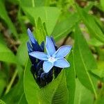 Amsonia tabernaemontana Blüte