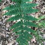 Dryopteris intermedia Hoja