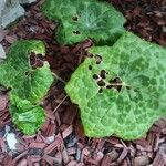 Podophyllum cv. 'Kaleidoscope' Blad