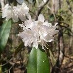 Rhododendron minus Blomma