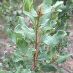 Euclea crispa برگ
