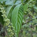 Gonzalagunia hirsuta Leaf