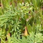Euphorbia azorica Outro