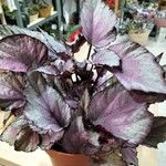 Begonia rex List