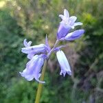 Brimeura amethystina Flower