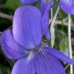 Viola hirta Fiore