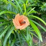 Cascabela thevetia Blomst