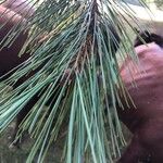 Pinus ponderosa ശീലം