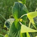 Euphorbia lathyris Ліст