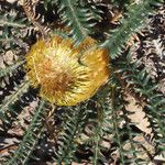 Banksia nivea 花