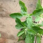 Ocimum gratissimum Blad