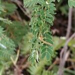 Mimosa latispinosa Leaf