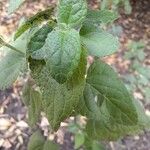 Salvia coccinea Fuelha