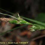 Carex halleriana Virág