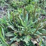 Plantago virginica Blatt