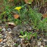 Hieracium gouanii Habitus