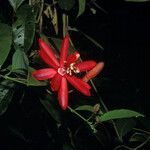 Passiflora glandulosa 花