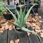 Aloe vera Blad