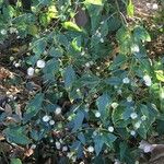 Melanthera nivea Vatany
