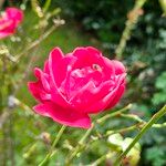 Rosa pendulina Flower