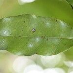 Syzygium cordemoyi Hoja