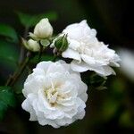 Rosa banksiae फूल