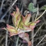 Euphorbia falcata Blomst
