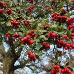 Crataegus persimilis ഫലം