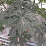 Cnidoscolus aconitifolius Blatt