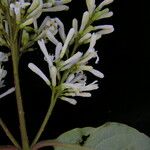 Syringa emodi موطن