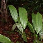 Goeppertia hammelii Leaf