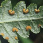 Blotiella pubescens List