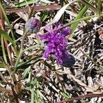 Gutenbergia cordifolia Flower