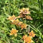 Bupleurum longifolium Flower