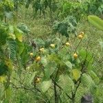 Solanum mammosum Levél