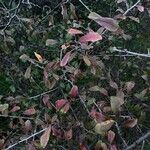 Prunus × fruticans Leaf