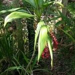 Cordyline indivisa Levél