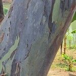 Eucalyptus degluptaবাকল