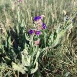 Anchusa officinalis Elinympäristö