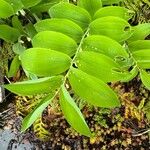 Polygonatum biflorum Foglia