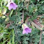 Erodium botrys Flor