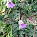 Erodium botrys Žiedas